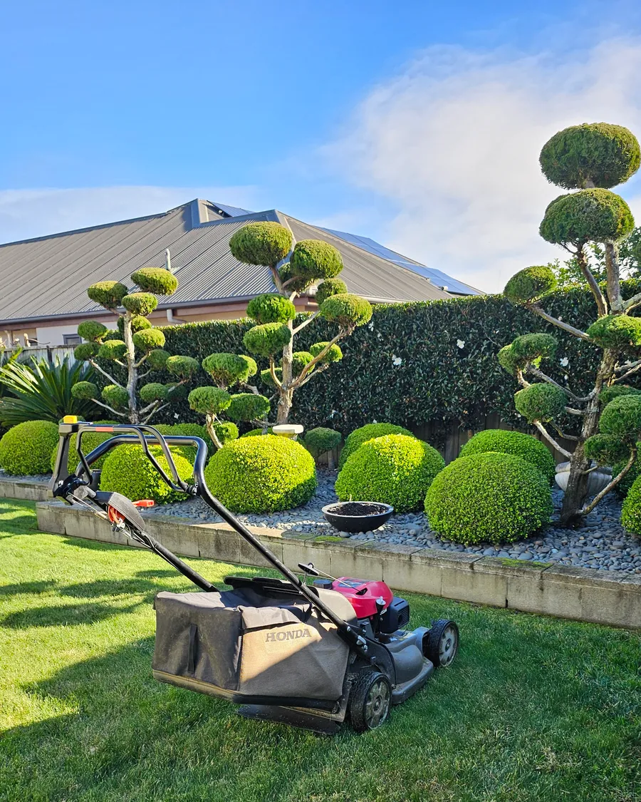 Shaped hedge, clipped buxus balls and pruned topiary trees beside a freshly mown lawn