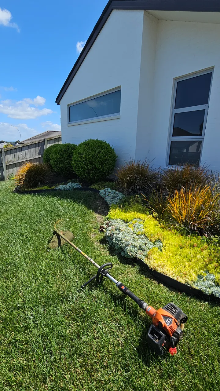 Weeded and mulched garden border with clipped shrubs and grasses beside a mown lawn
